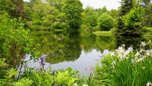 Irises by beautiful pond