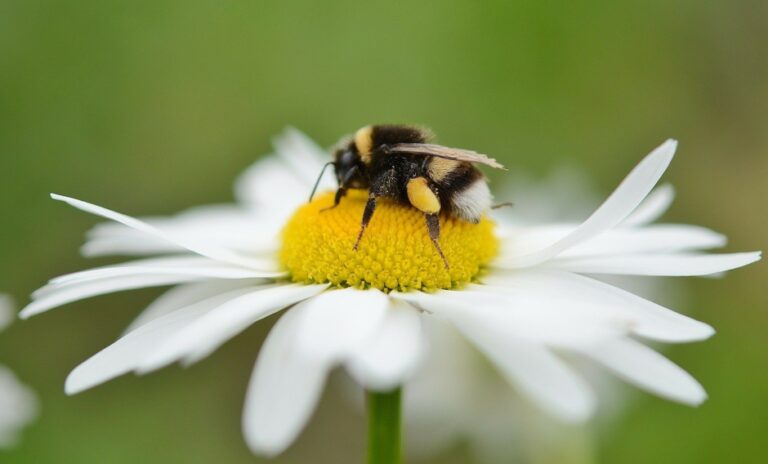 Bumble bee on white daisy as a symbol for centering with astrology on my contact, fees, and scheduling page.