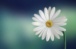 White daisy as a symbol for using flower essences with astrology