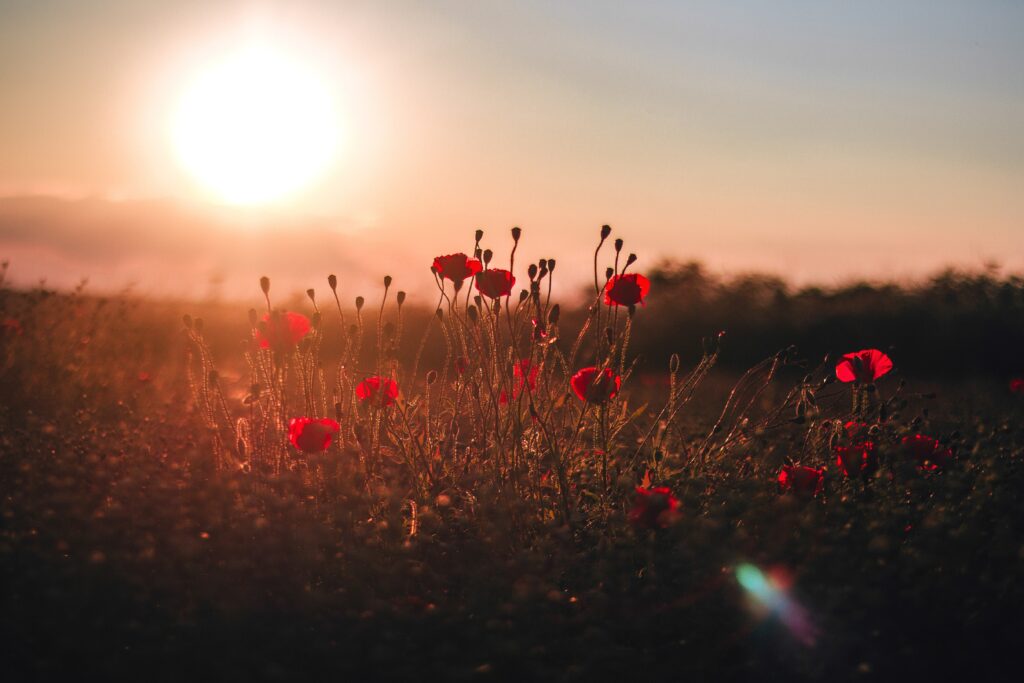Red Poppies at sunrise
