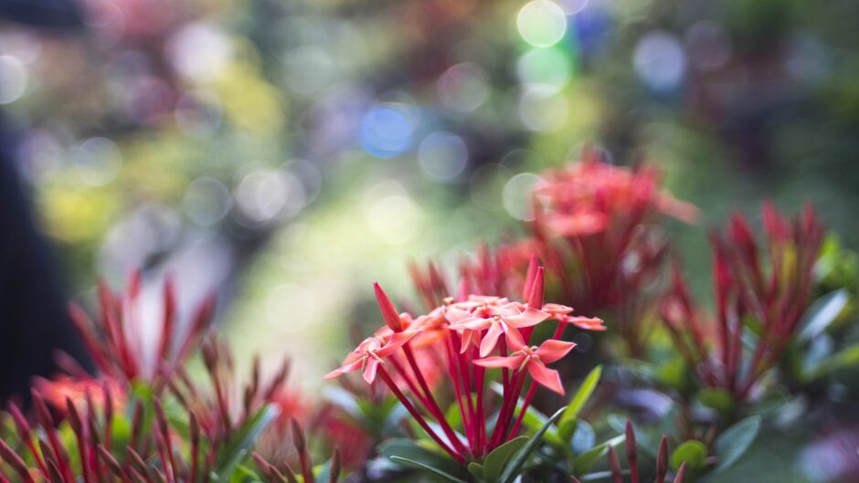Flowers blossoming at night symbolize blending spiritual astrology and plant medicine.