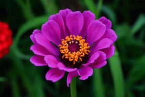 Purple zinnia