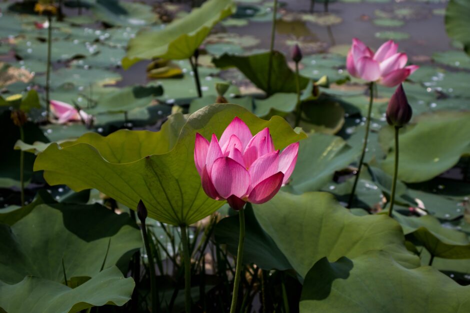 Pink water lilies as a symbol of gratitude on my contact, fees, and scheduling page.