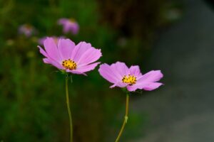 Cosmos flower essence integrates the psyche.