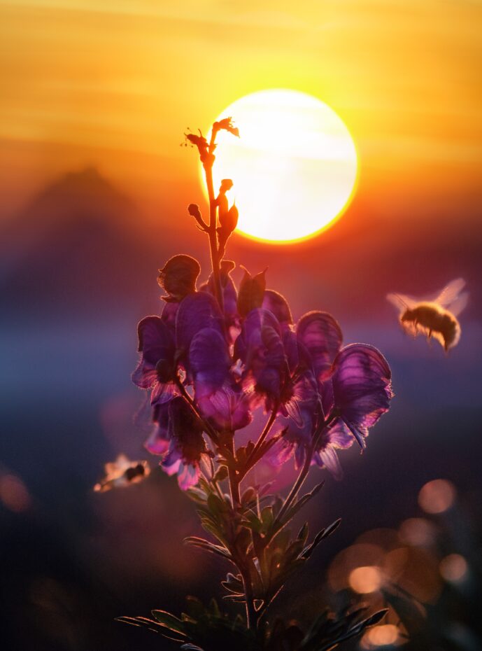 Sun over purple flower represents the sun's importance in astrology.