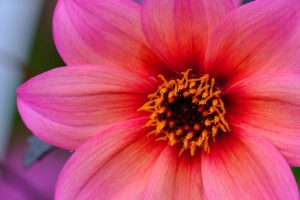 Pink flower