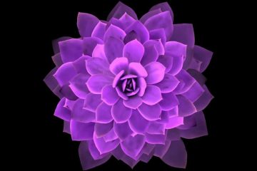 Fully open purple cactus flower depicts how we may flourish.